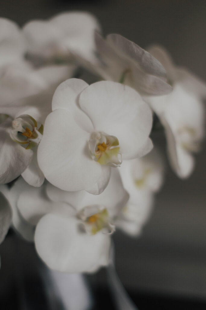 Nahaufnahme von weißen Orchideenblüten mit Weichzeichner, die zarte Blütenblätter und gelbe Zentren zeigen - eine elegante Wahl für die Hochzeitsplanung in Trier oder anderswo in Rheinland-Pfalz.