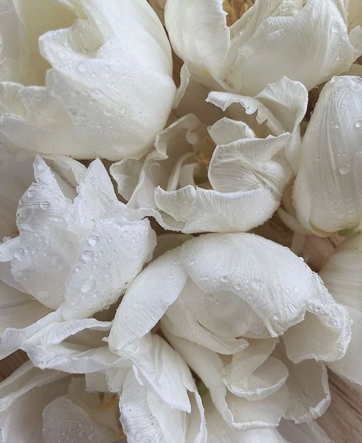 Nahaufnahme von weißen Tulpenblättern mit Wassertropfen darauf.